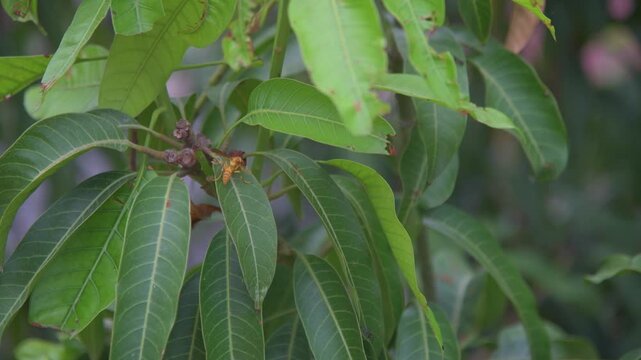 Yellow Hornet Wasp Crawling on Green Mango Tree Leaves