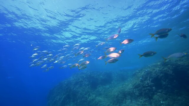 Fish Schooling Underwater Charco de Palo Lanzarote Crystal Clear Waters Scuba Diving