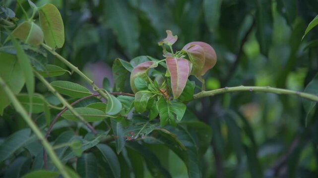 A close-up shot capturing a yellow wasp crawling across the vibrant green and reddish-brown young leaves of a mango tree branch, set against a soft, blurred natural foliage background.