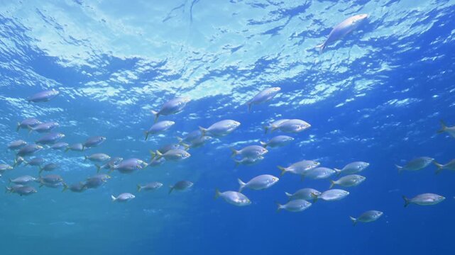 Fish Schooling Underwater Charco de Palo Lanzarote Crystal Clear Waters Scuba Diving