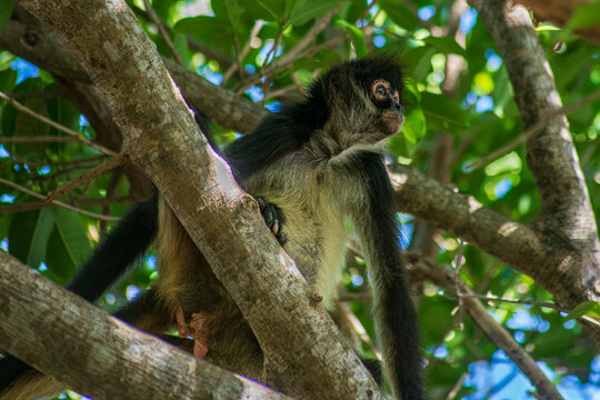 Monkey Observing