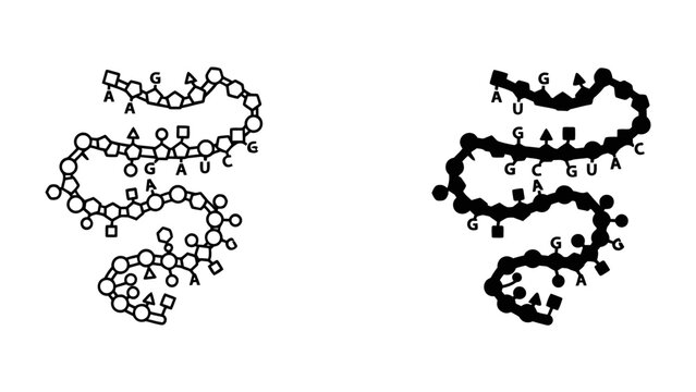 RNA Structure Diagrams: Two schematic illustrations of ribonucleic acid (RNA) molecules, one in outline and the other in silhouette, showcasing the complex folded chain and base pairings.