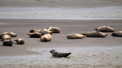 Phoque gris, © JAG IMAGES