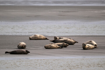 Phoque gris, © JAG IMAGES