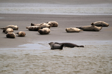 Phoque gris, © JAG IMAGES
