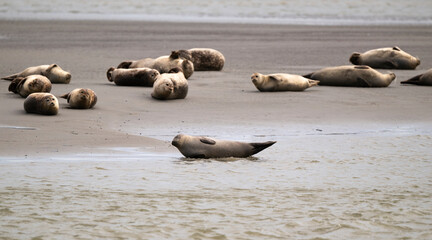 Phoque gris, © JAG IMAGES