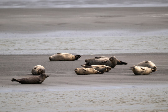 Phoque gris,
