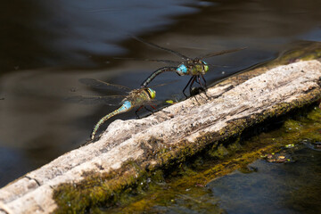 Libellule déprimée, accouplement, Libellula depressa © JAG IMAGES