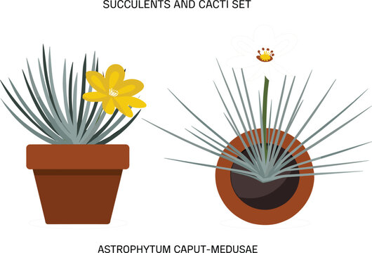 Astrophytum caput medusae cactus vector illustration featuring blooming yellow flower in potted plant exotic succulent design