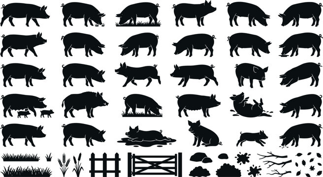 Silhouette collection of domestic pigs, sows, and little piglets grazing, sitting in mud, walking, and playing with farm icons like fences and grass vector.