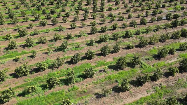 Drone View of Avocado Plantation with Rows of Green Trees in Agricultural Landscape