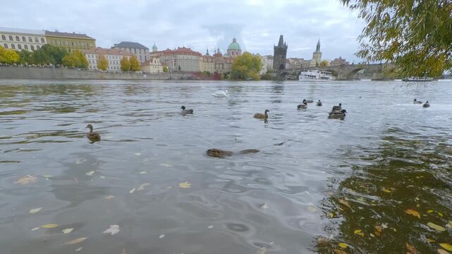 Coypu (Nutria) quickly swims along shoreline of autumn Vltava River with floating fallen leaves, Wild Ducks and Mute Swan swimming nearby against backdrop of Old Prague. 