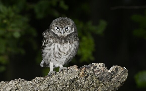 One Little Owl sat on a tree branch looking at the camera.