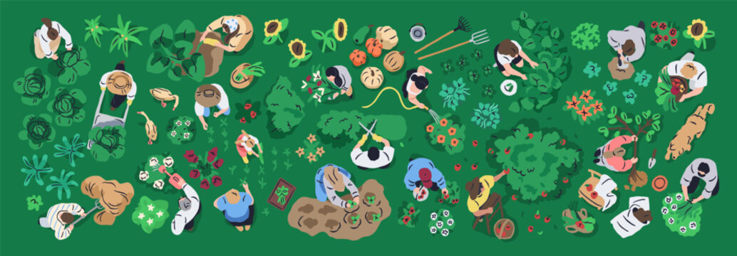 Gardening and farming, top down view. People working in vegetable garden, landscape design, plant care, collecting harvest, growing tree, watering flowers from above. Flat vector illustration