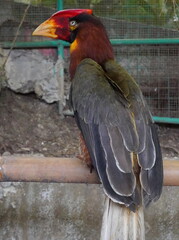 アカサイチョウ © ken