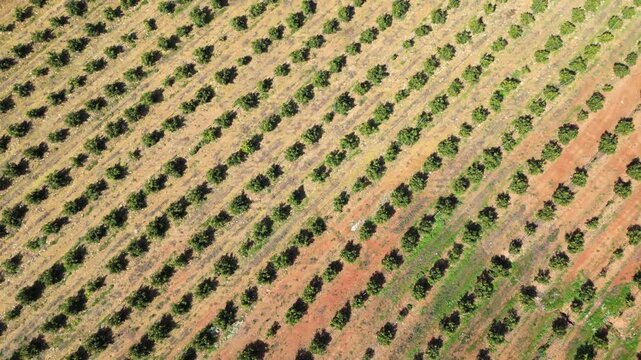 Drone View of Avocado Plantation with Rows of Green Trees in Agricultural Landscape