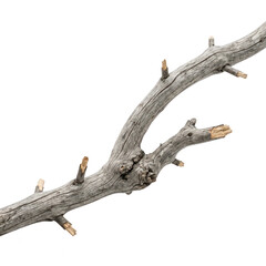 Fototapeta premium A bare gray tree branch with several cut ends and a rough texture on a white background isolated natural element transparent background