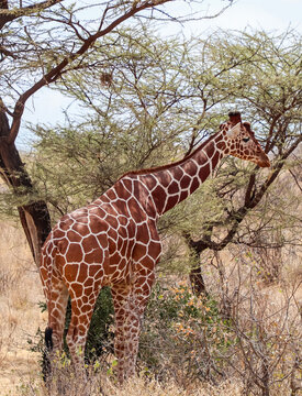 Giraffe eating acacia leaves in dry African savanna