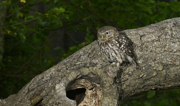 Little owl resting on a tree branch at night.