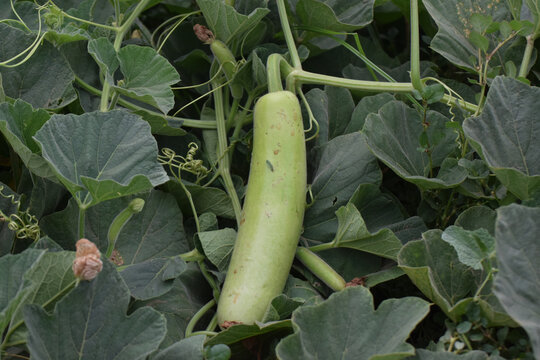 New The water gourd or vegetable gourd plant is a type of gourd whose young fruit can be eaten as a vegetable and the old fruit can be used as a water container, tube, decorative bag, Bottle gourd