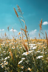 Daisy field swaying under blue sky in summer meadow