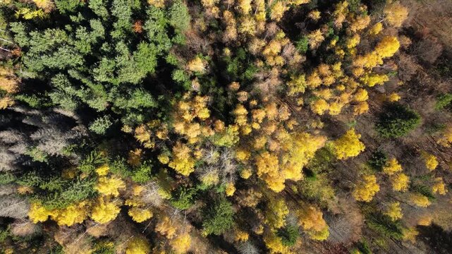 Drone Aerial View of Autumn Landscape with Colorful Trees and Vibrant Fall Foliage
