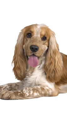 Portrait of a Cocker Spaniel on a white background