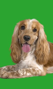 Spaniel on green screen
