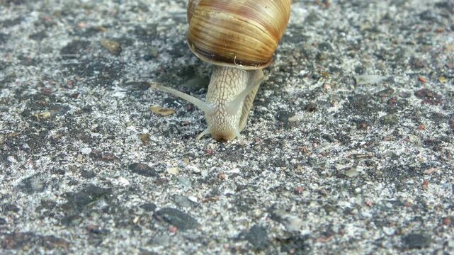 Garden snail slowly crawling on asphalt concrete