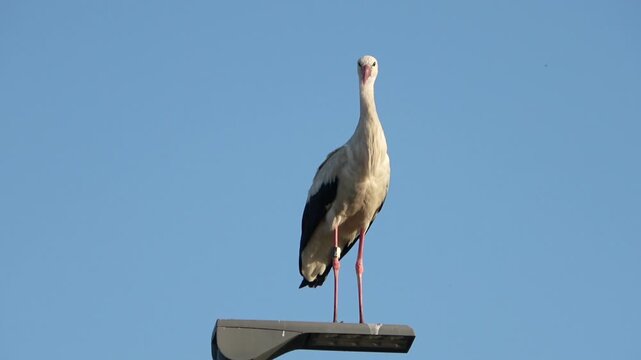 White stork standing on a street lamp against a blue sky