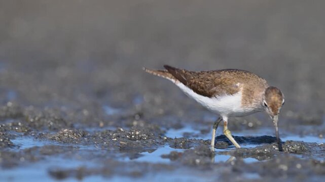 An adorable Common Sandpiper (Actitis hypoleucos) foraging for food on a muddy shore. Close-up details in its natural habitat.