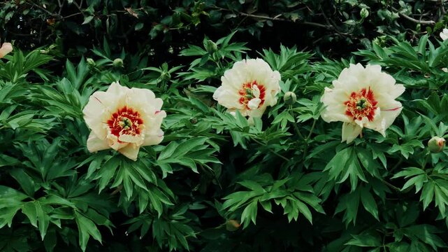 A horizontal panning shot moving smoothly across a dense hedge of unique pale-yellow tree peonies featuring bold burgundy-red rings at their core at the Sui-Tang Site Botanical Garden in Luoyang.