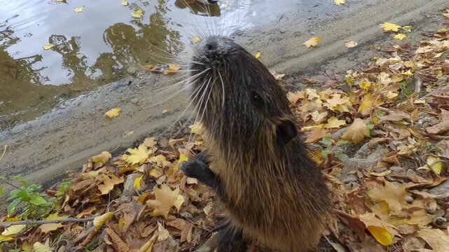Beggar Coypu asks people for treat on riverbank among fallen autumn foliage. Not getting what she wants, she turns around and goes to water, while wild ducks swim on river in background, closeup
