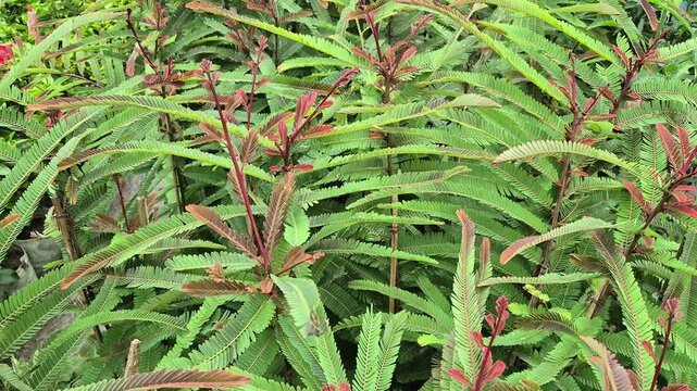 Video of Indian gooseberry plant.