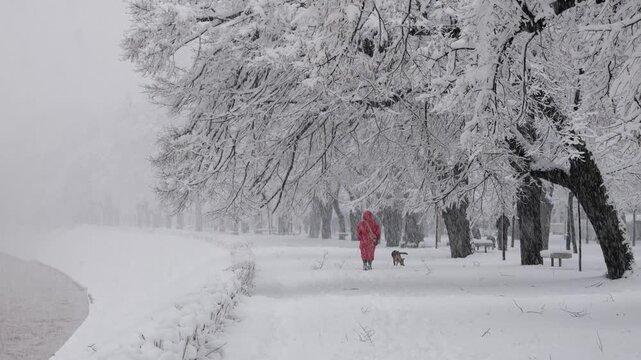 Woman in Red Jacket Walking Dog During Snowfall on Winter Day, Peaceful Outdoor Lifestyle Scene