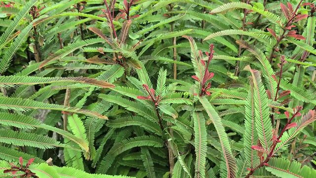 Video of Indian gooseberry plant.