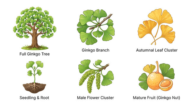 Detailed botanical illustration set featuring various stages of ginkgo biloba tree growth including full tree structure leaves flowers seeds and roots presented as a collection of isolated icons on tr
