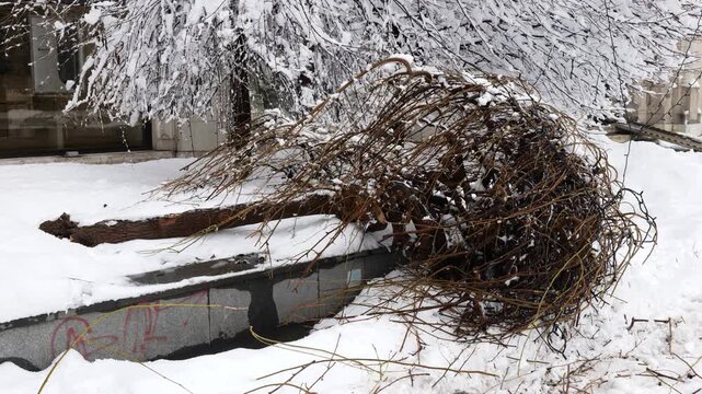 Fallen Tree Blocking Snow Covered Street After Heavy Snowfall, Winter Storm Damage