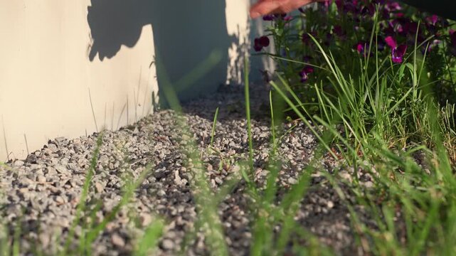 Person pulling weeds by hand near foundation wall in garden backyard setting.