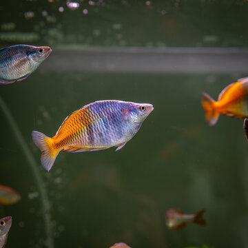 fish in aquarium