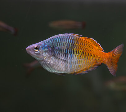 tropical fish swimming in aquarium