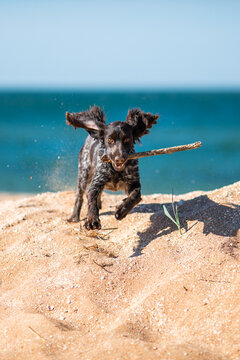Russian cocker spaniel leaping over sandy dunes with a stick in its mouth.