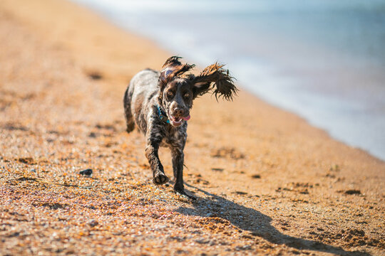 Russian cocker spaniel running along a sandy beach with a blurred person behind.