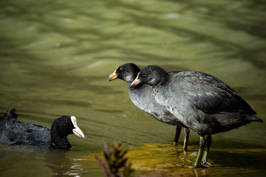 Two Juvenile Coots