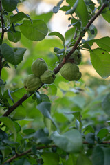 Fototapeta premium Unripe green quince fruits grow on a branch in a summer garden shrub