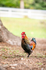 Colorful rooster walking on ground near tree with soft green blurred background. © Lena May