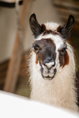 Fototapeta premium Black and white llama looking at camera from behind white wooden fence.