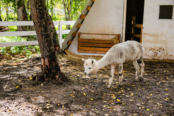 Fototapeta premium White alpaca grazing near barn and bucket in muddy farm pen.
