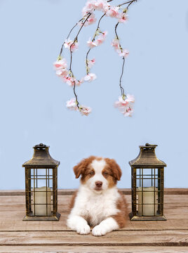 Red Australian Shepherd puppy (Aussie) lies on a wooden floor between two vintage lanterns under pink blossoms on a blue background. Cozy spring studio portrait for greeting cards and pet ads.