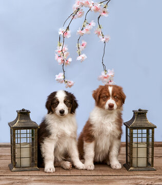 Two cute Australian Shepherd puppies (Aussie) sit on a wooden floor between lanterns under pink blossoms on a blue background. Warm spring studio portrait for greeting cards and commercial pet adverts